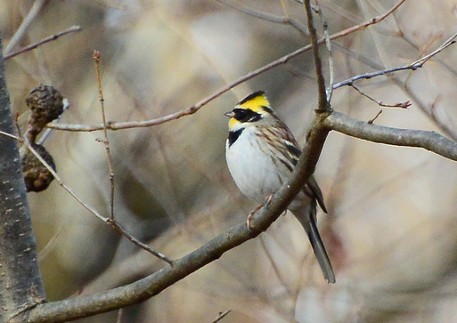 2013　02　08　ミヤマホウジロ_d0127815_8502569.jpg