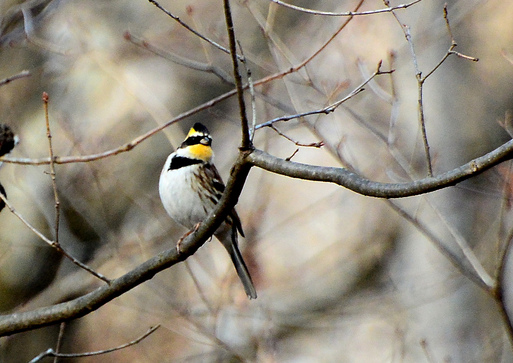 2013　02　08　ミヤマホウジロ_d0127815_8503192.jpg