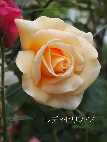 a0067720_2091469.jpg