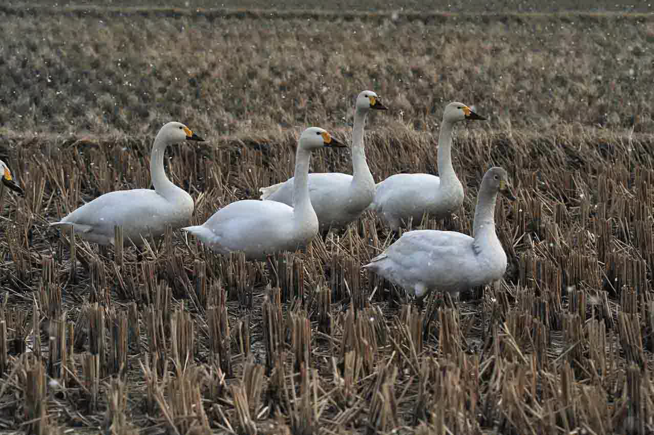 わが町に白鳥_a0229627_11164916.jpg