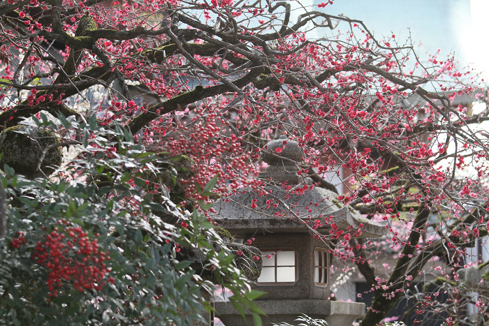 梅の北野天満宮（中編）_b0169330_882183.jpg