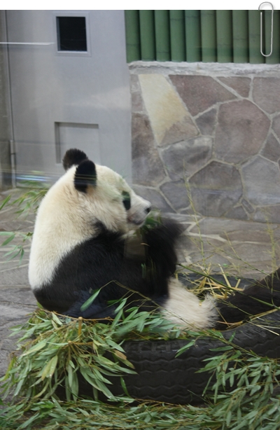 動物園_c0161269_0103076.jpg