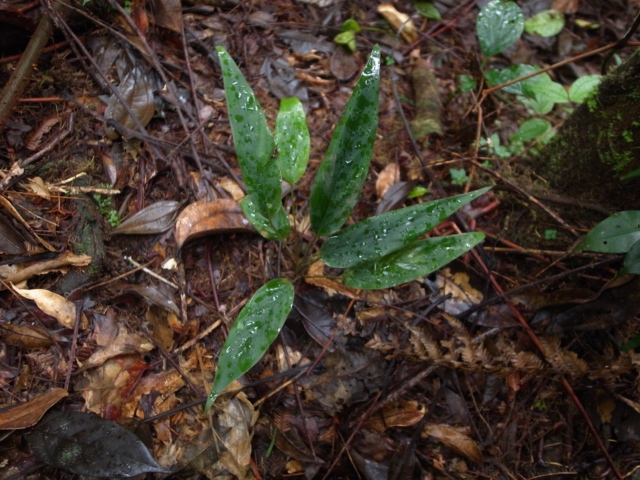 Homalomena sp from Sibolga timur【AZ0213-4】_a0067578_22224164.jpg