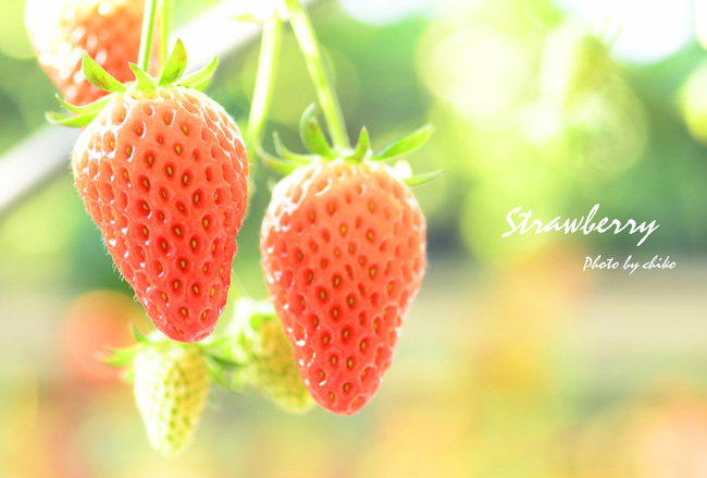 STRAWBERRY～♫_c0165003_23501739.jpg