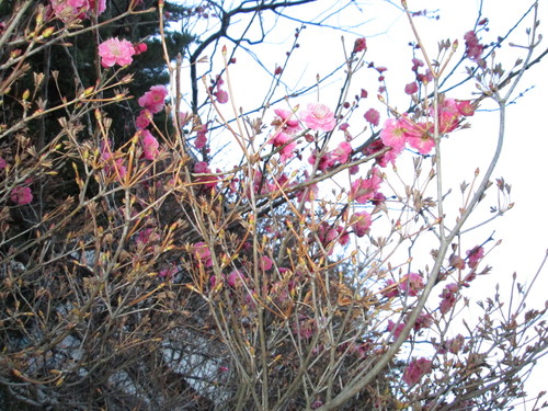 b0277505_137446.jpg