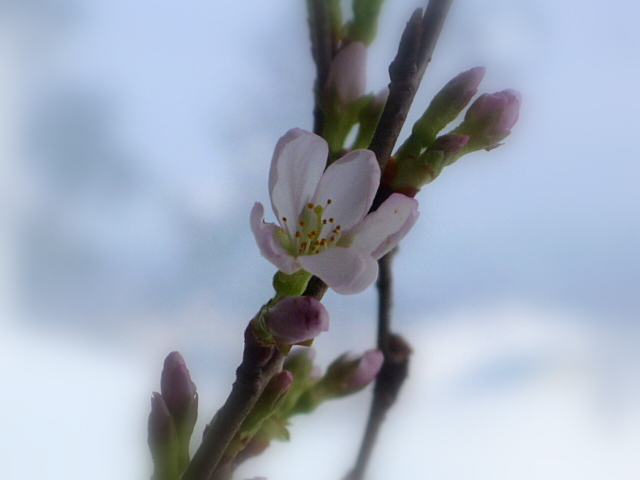 ボケと彼岸桜そして手作りミニかまくら_a0214206_20222324.jpg