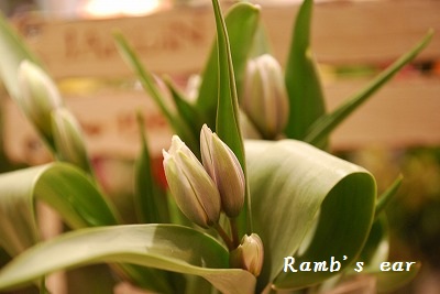 お花ご紹介 新座市 志木市の花屋 ラムズイヤーより Ramb S Ear ラムズイヤー お花ご紹介 新座市 志木市の花屋 ラムズイヤーより Ramb S Ear ラムズイヤー