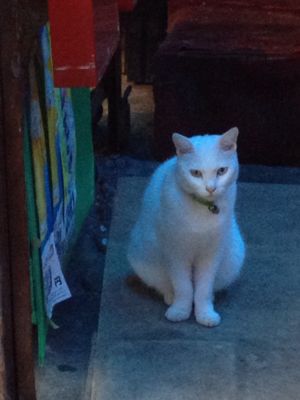 おでん「成田屋」のシロ_d0123425_22345230.jpg