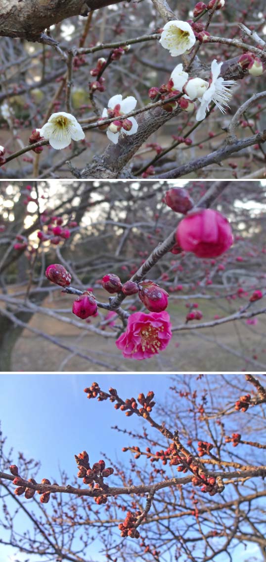 京都御苑の梅はまだまだこれから・・・　（2月9日）_c0184737_2303959.jpg