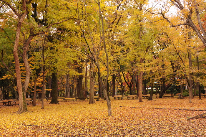 吉祥寺の紅葉 井の頭公園 いのかしらこうえん カフェと 北欧食器と 街と 緑と 海と