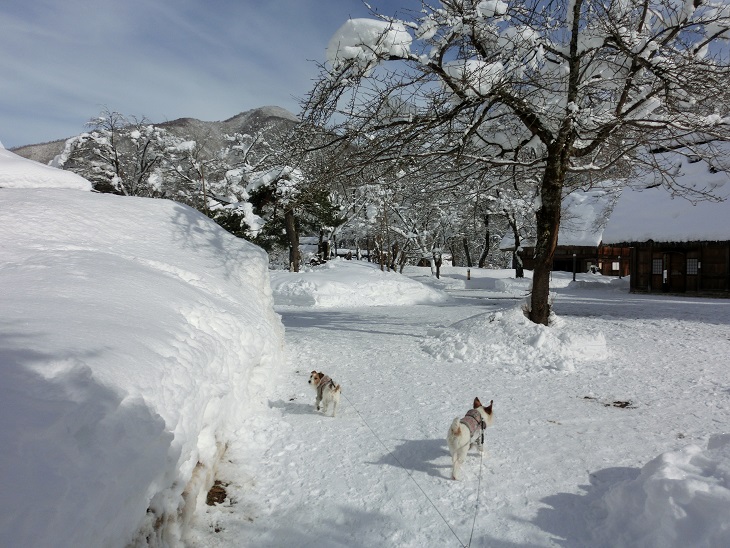 kulalaとLidoの冬休み 2013 ⑦ 白川郷　民家園_c0156345_232225.jpg