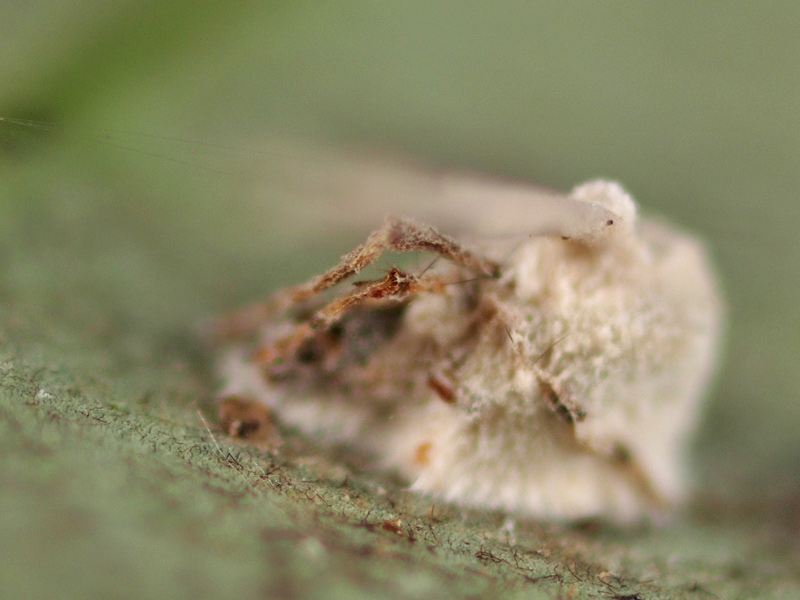 クモの冬虫夏草 5592 : 小さき者たちの世界 クモの冬虫夏草 5592 : 小さき者たちの世界