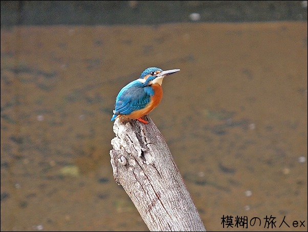 カワセミの餌がないのか 冬のカワセミ ２ 模糊の旅人