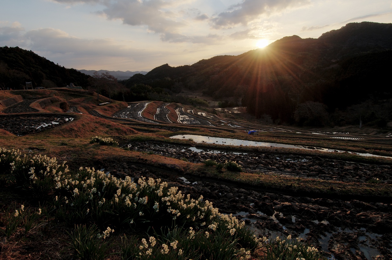 水仙の花の咲く頃　～立春の大山千枚田～　２_f0018464_22232623.jpg