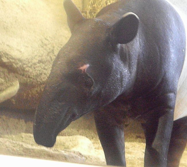 レッサーパンダのセイタ、しろくまラーメンなど_b0014576_6163172.jpg