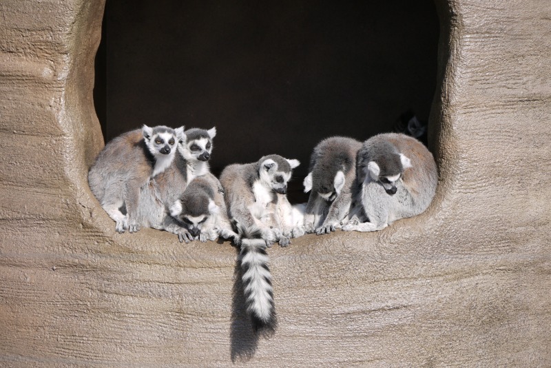 上野動物園　西園編_a0127090_1529302.jpg