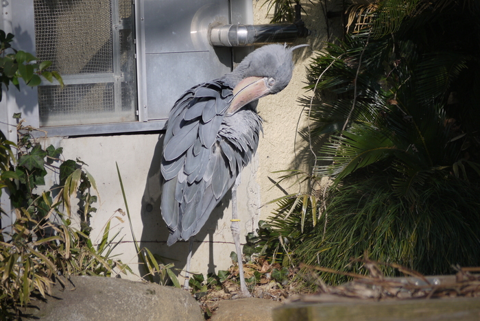 上野動物園　西園編_a0127090_1592110.jpg