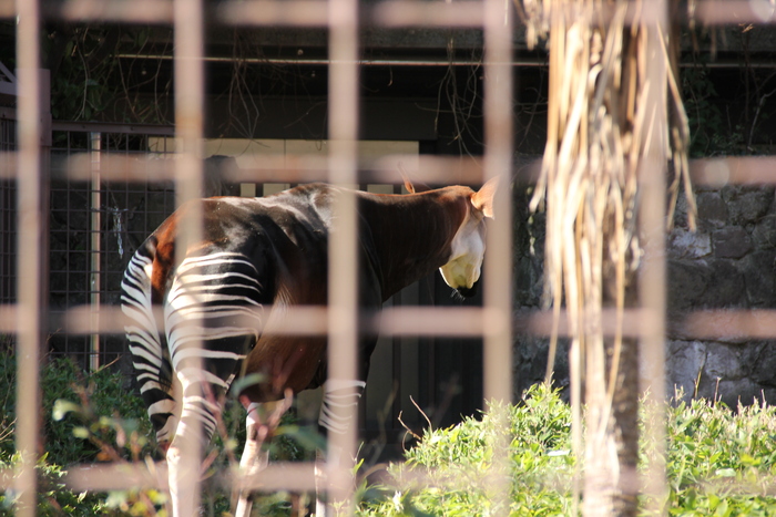 上野動物園　西園編_a0127090_16172034.jpg