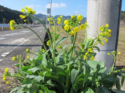 c0178009_22372.jpg