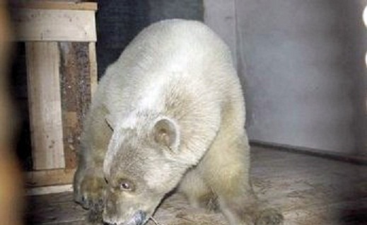 ロシア・北東部、サハ共和国のヤクーツク動物園に移動したロモノーソフの近況_a0151913_2302357.jpg