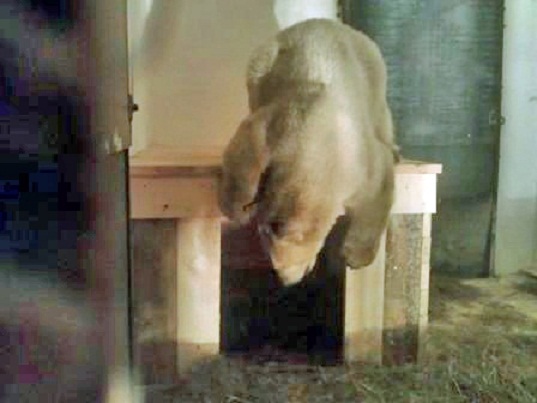 ロシア・北東部、サハ共和国のヤクーツク動物園に移動したロモノーソフの近況_a0151913_2325333.jpg