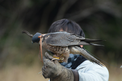 掛川花鳥園_c0218031_2033417.jpg