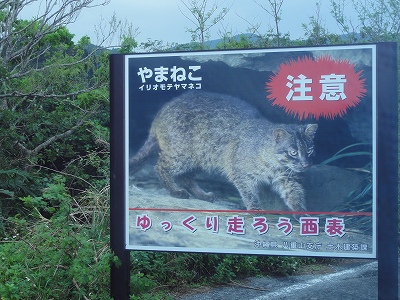 2013年2月7日（木）八重山諸島の旅　２日目_d0111439_15334342.jpg