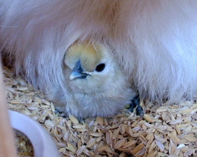 ウコちゃんのヒヨコお目見え!!_c0063348_2133381.jpg