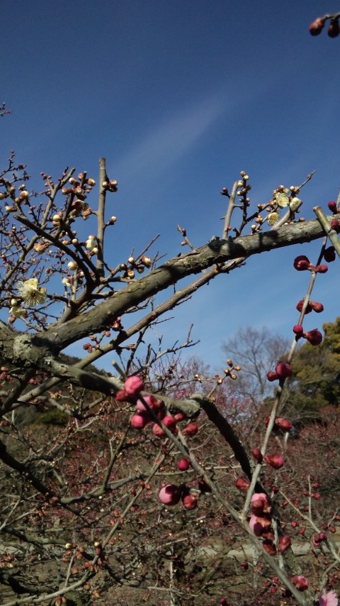 栗林公園、続き_b0014350_7114141.jpg