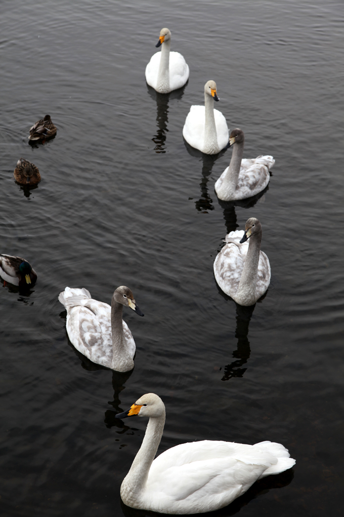 白鳥の湖_f0038653_0253383.jpg