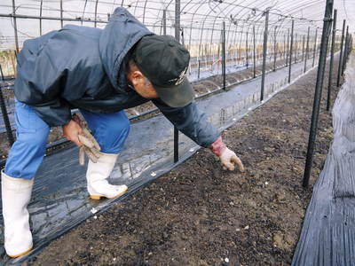 アスパラの匠　10年以上も同じ畑で育てています！_a0254656_15272339.jpg