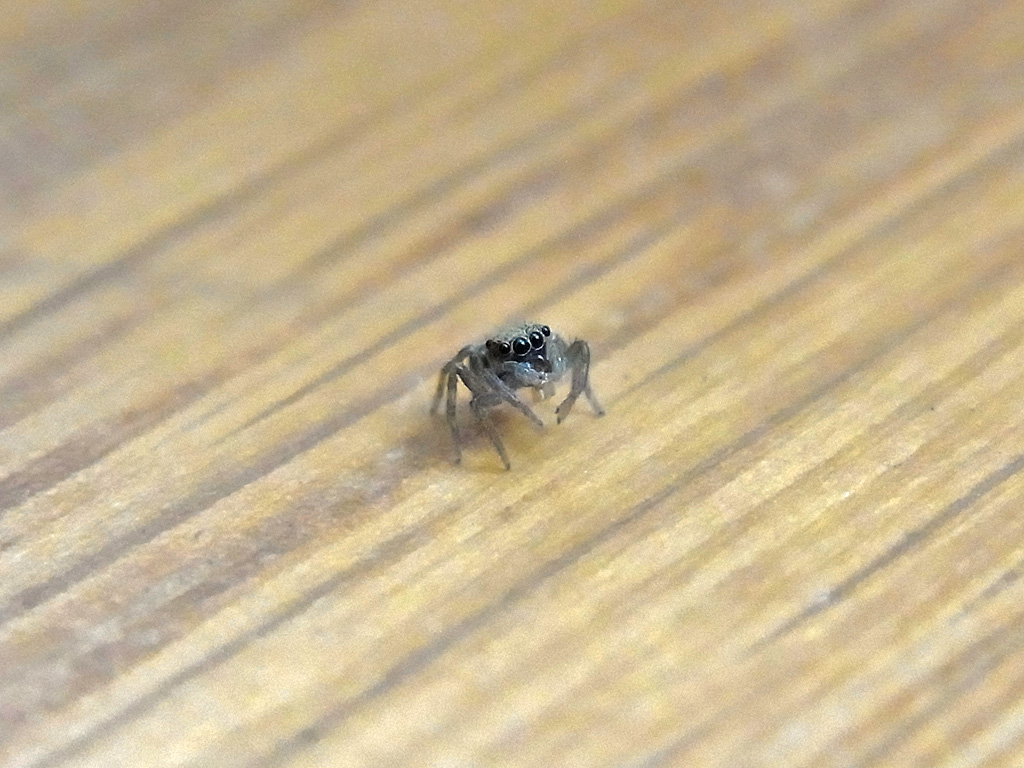 チャスジハエトリ 幼体 只の写真帖