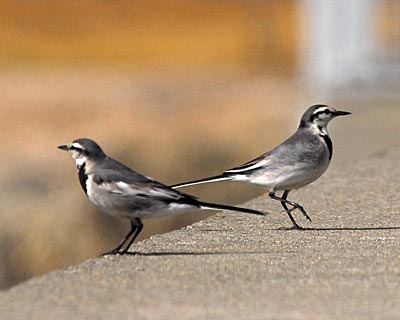 兵庫県　浜甲子園１ スズガモの群れと小鳥たち_e0035757_1583336.jpg