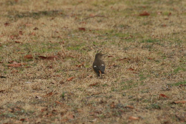 ２月９日の西公園と小磯西公園にてジョウビタキ、ハクセキレイ_a0030958_23104789.jpg