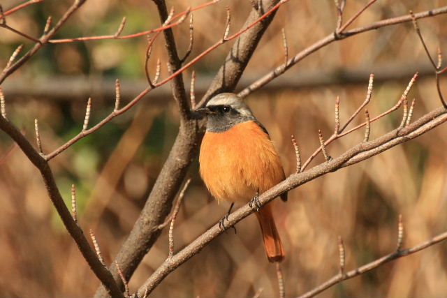 ２月９日の西公園と小磯西公園にてジョウビタキ、ハクセキレイ_a0030958_23195337.jpg