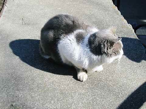 【例の首輪の江ノ島猫ってこの猫なの？】_c0042960_19371043.jpg