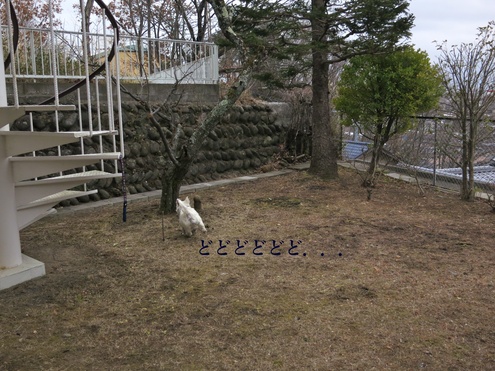 傷だらけ_c0260460_913032.jpg