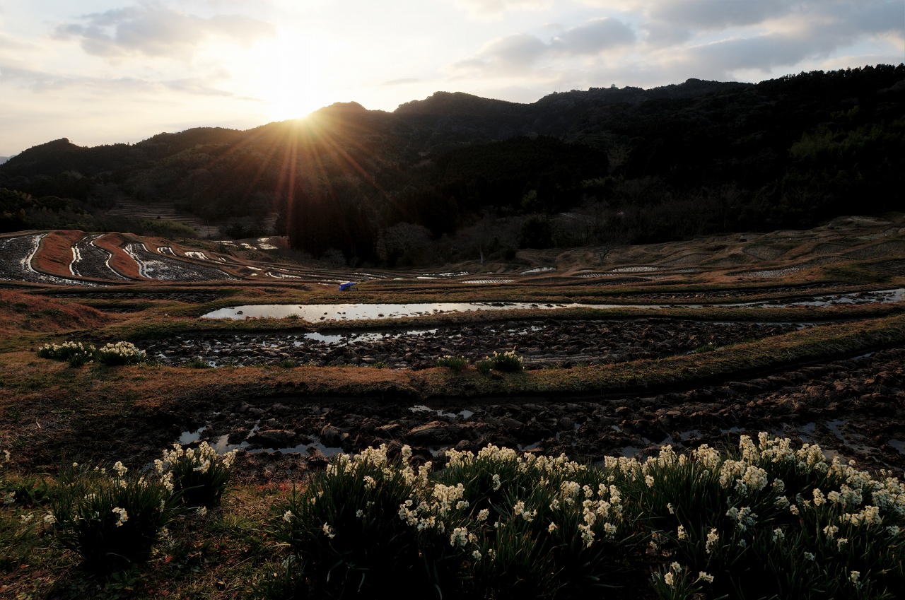 水仙の花の咲く頃 ~立春の大山千枚田~ 3_f0018464_9133545.jpg