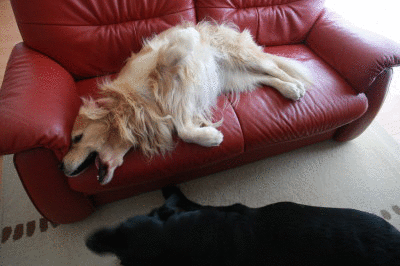 f0037378_10345546.gif