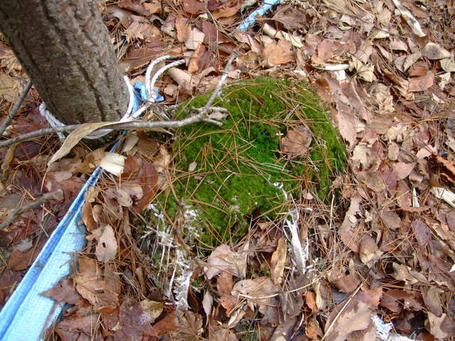 f0100593_17211135.jpg