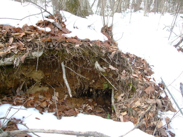 f0100593_17312333.jpg