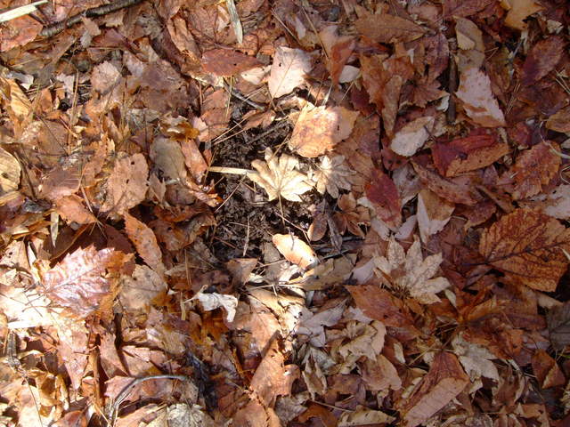 f0100593_1743159.jpg