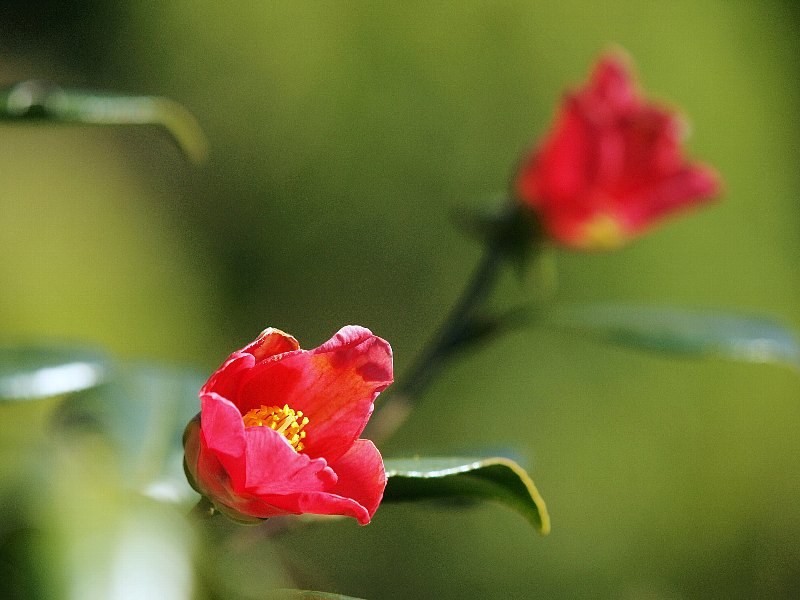 冬の鎌倉散策　海蔵寺_b0231705_17123485.jpg