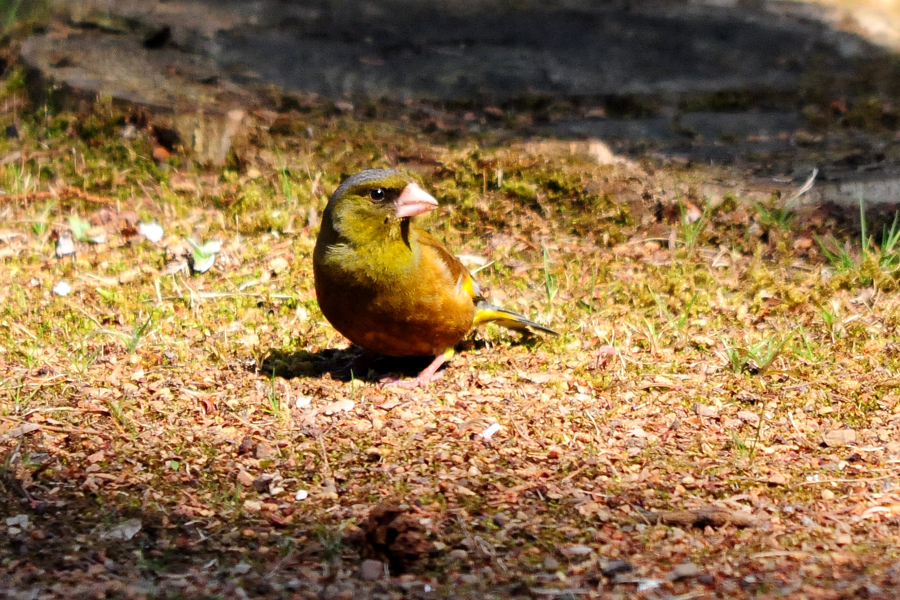 カワラヒワ　飛び出し_a0189912_22193912.jpg