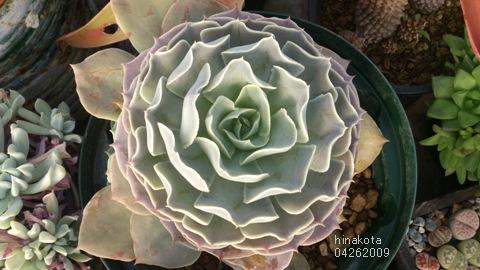 多肉植物✴︎エケベリア ホワイトゴースト(抜き苗)