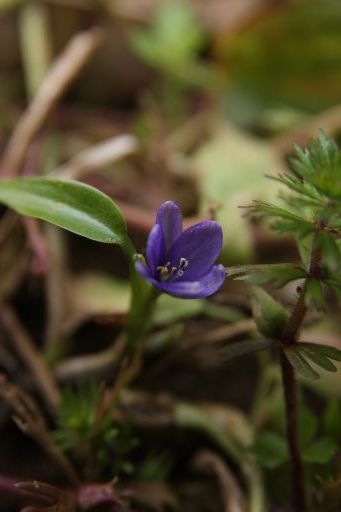 里山　　稲刈り後の田んぼの花_a0040021_105536100.jpg