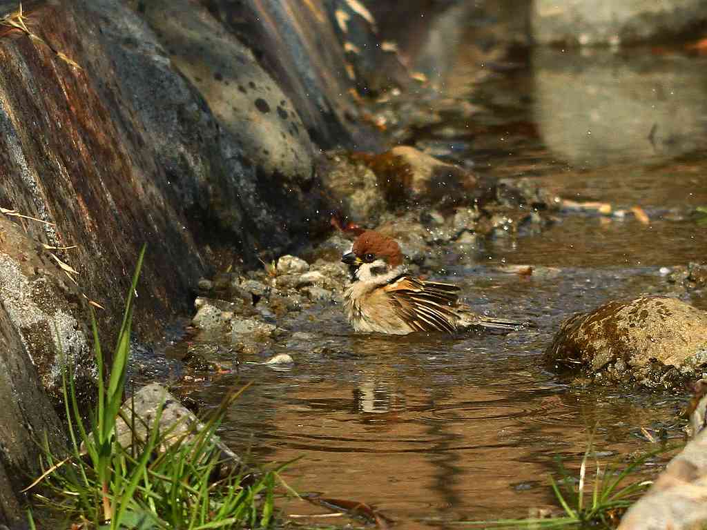 スズメの水浴び 武蔵野散歩 スズメの水浴び 武蔵野散歩
