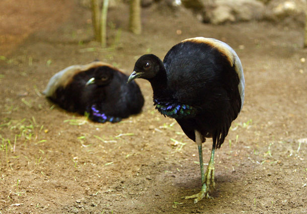 鳥が怖いの 動物園放浪記 鳥が怖いの 動物園放浪記