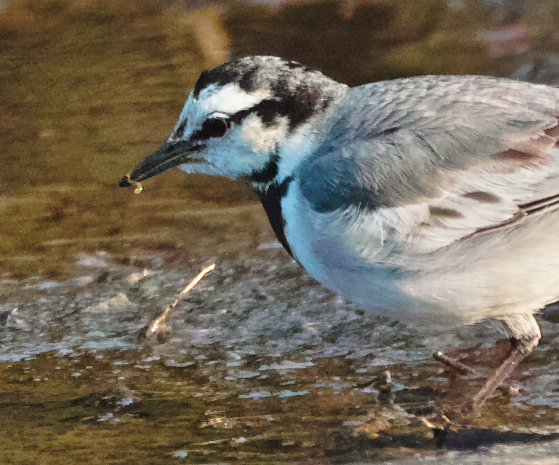 野鳥は根比べ_c0223825_014459.jpg