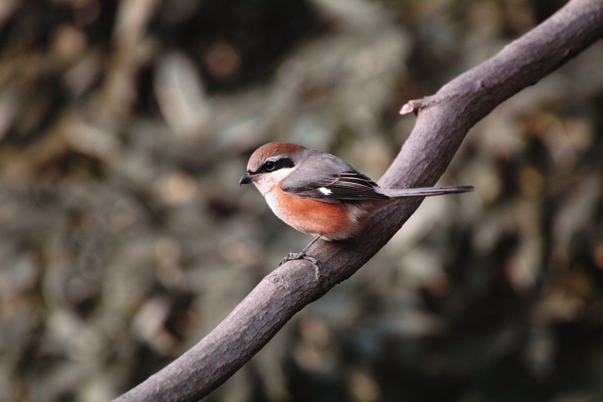 野鳥は根比べ_c0223825_02071.jpg